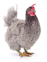 Grey hen isolated.