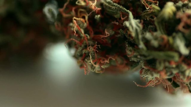 Marijuana bud on rotating base over white background - macro footage