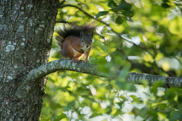 Eurasian red squirrel, Sciurus vulgaris