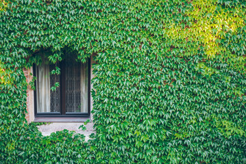 Old window surrounded by creeping ivy plants