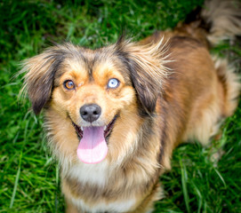 Dog with brown and blue eyes