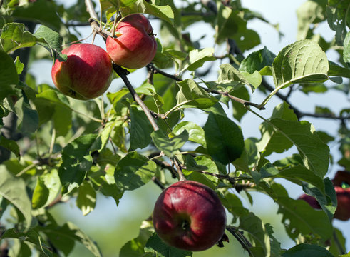 Mele rosse da coltivazione biologica