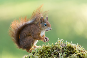 Naklejka na ściany i meble Eurasian red squirrel, Sciurus vulgaris