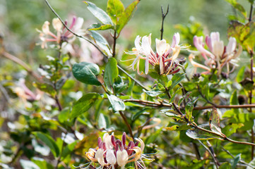 wild honeysuckle