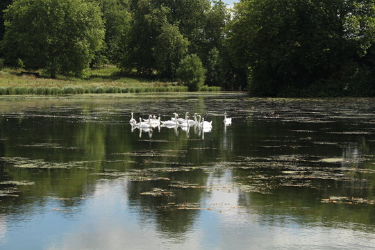 Schwäne auf dem Teich