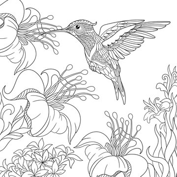 Coloring page of hummingbird and hibiscus flowers. Freehand sketch drawing for adult antistress colouring book with doodle and zentangle elements. © Sybirko