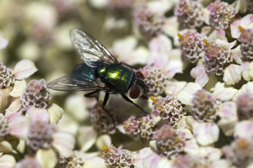 Green Bottle Fly (Phaenicia sericata) on Achillea millefollium