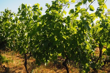 Vineyards above Pálava, South Moravia, Czech republic