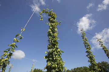 Cascade hops for making beer growing in a trellis on an Indiana farm