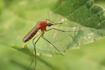 Mosquito