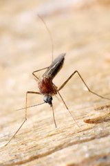 Mosquito