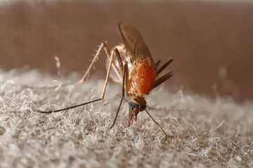 Mosquito