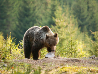 Eurasian brown bear - Ursus actor actor -looking foe something to eat