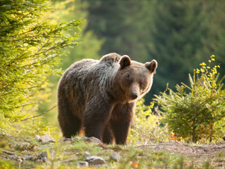 Brown bear in Mala Fatra mountains in spring - Ursus actor