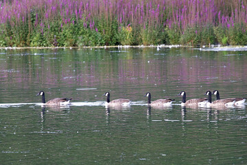 Canadian Geese swimming across a still lake in single file