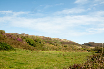 Wild heather in West Cork