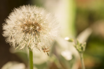 Pusteblume im Garten