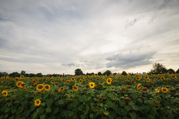 Obraz premium Blick über Sonnenblumenfeld