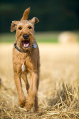 Irish Terrier rennt durchs Stoppelfeld