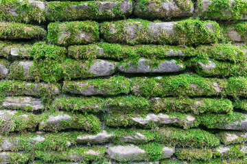 Ancient brick wall in green moss