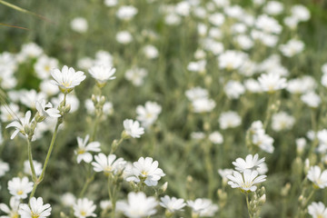 Acker-Hornkraut (Cerastium arvense)