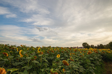 Fototapeta na wymiar Sonnenblumenfeld mit blauen Himmel und Wolken bereit zur Ernte