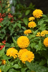 Yellow row of flowers