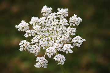 white flower
