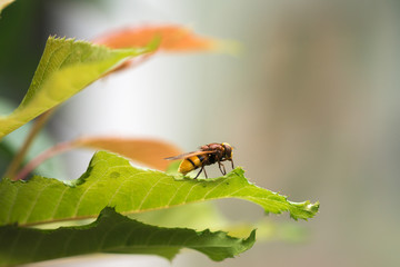 Insekt auf einem Blatt