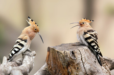 Two hoopoe on the stump © VOLODYMYR KUCHERENKO