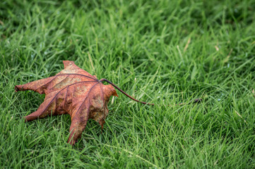 Autumn leaf on grass MR