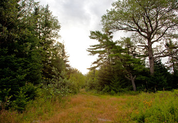 Obraz premium a morning view of a meadow