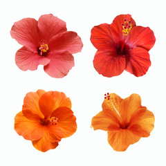 a set of isolated hibiscuc flowers