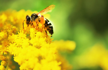 Bee on the yellow flower in the summer