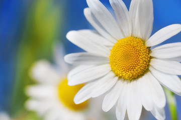 Fototapeta premium Chamomile against the sky.