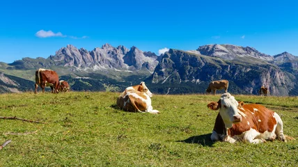 Photo sur Plexiglas Vache Mucche al Pascolo