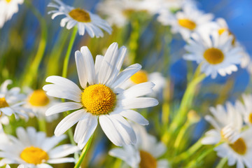 Fototapeta premium Chamomile against the sky.