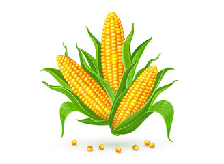Corncobs with yellow corns and green leaves group, white