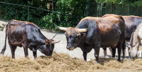 Auerochse - Bos primigenius taurus