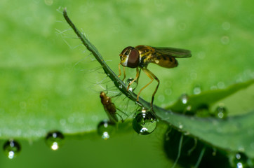 A mosca e o orvalho