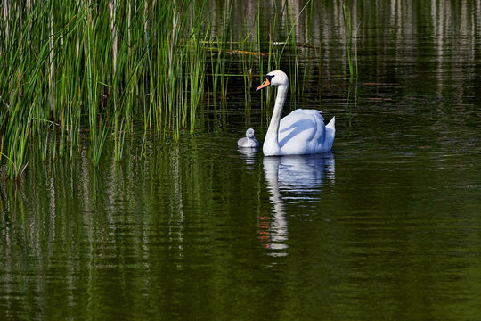 Swans swimming with young cygnets between reed plants - Poland , Europe