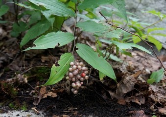 False Solomon's Seal berries