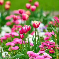 Spring flowers background. Beautiful tulip flower