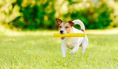 Dog fetching toy stick running on camera at bright lawn