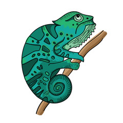 Turquoise chameleon on branch. White background, illustration in hand drawn style