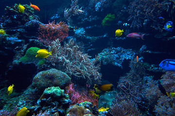 Obraz na płótnie Canvas underwater background. Underwater scene. Underwater world. Underwater life landscape