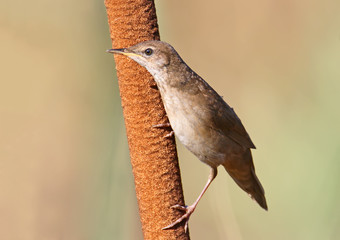 The Savi's warbler (Locustella luscinioides) on the common bulrush in soft morning light.