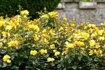 Fototapeta premium Yellow roses