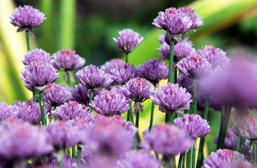 Allium onion flowers (shallot)