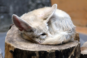 Fennec fox (Vulpes zerda), the national animal of Algeria